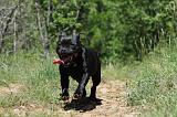 STAFFIE 236